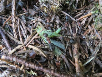 Kleine Nuetzlinge. Waldameisen transportieren das Kadaver einer Heuschrecke. CC BY SA 4.0 Isabelle Trees Frauenkappelen Switzerland