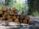 Oekosystem Wald unter Druck. Mit Insektizid behandeltes Holzlager. CC BY SA 4.0 Isabelle Trees Switzerland