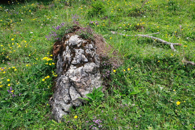 Nest von Formica truncorum an der sonnenexponierten Seite eines Steins. CC BY SA 4.0 Isabelle Trees Switzerland