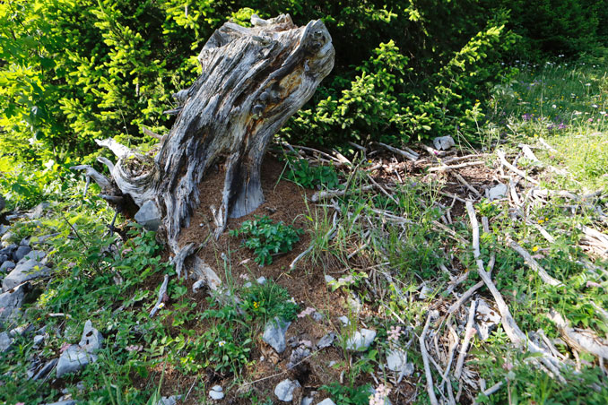 Nest von Formica truncorum an einem Baumstrunk. CC BY SA 4.0 Isabelle Trees Switzerland